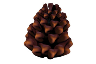 Pine Cone 3D Looking: A Designer’s Review for Crafts & Nature Amp Projects